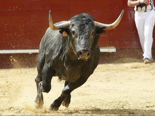 Gran Corrida de Toros de la ganadería Sánchez-Urbina 