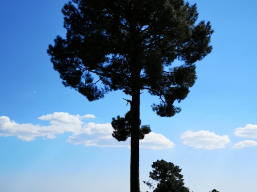 Ruta guiada de los árboles centenarios. III Jornadas Medioambientales