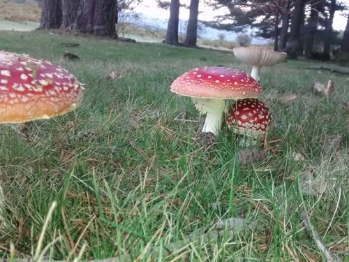 amanita-muscaria-una-seta-bella-pero-ojo-es-veneno5