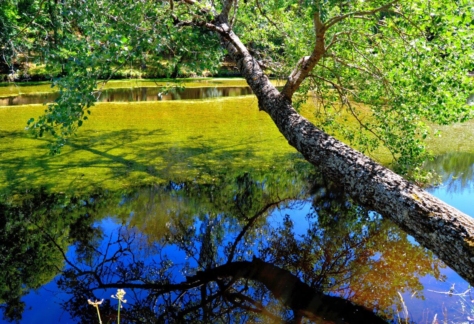 naturaleza-agua-de-vida-03-lago de ciudad ducal (1)