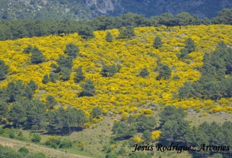 Flora y fauna