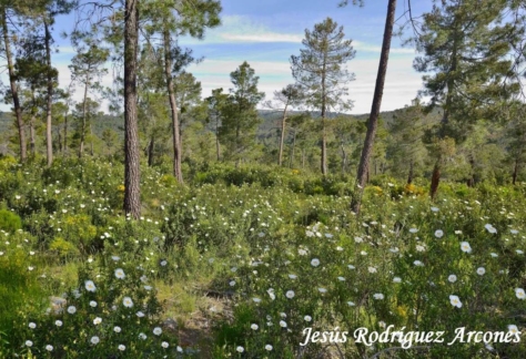 Flora y fauna