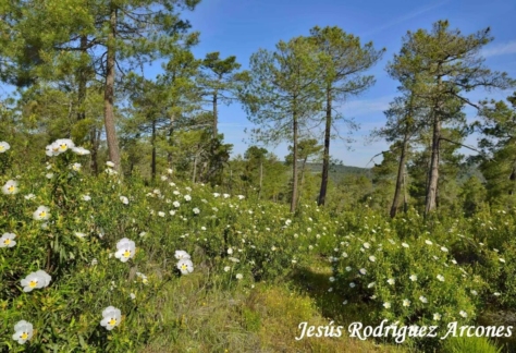 Flora y fauna