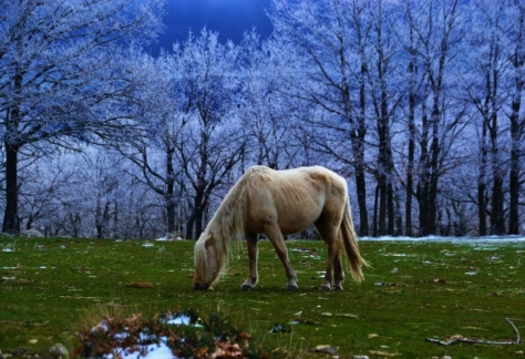 Flora y fauna