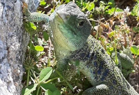 Flora y fauna