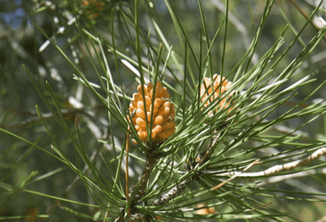 Flora y fauna