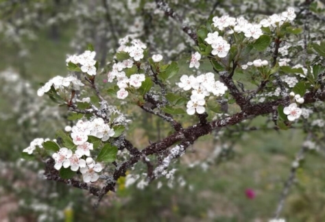 Flora y fauna