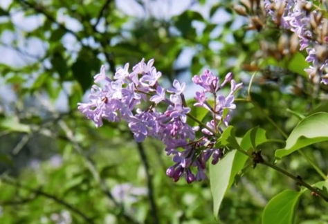 Flora y fauna