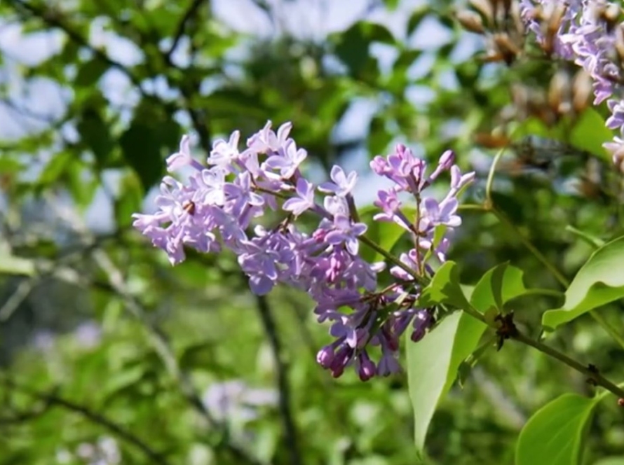 Flora y fauna