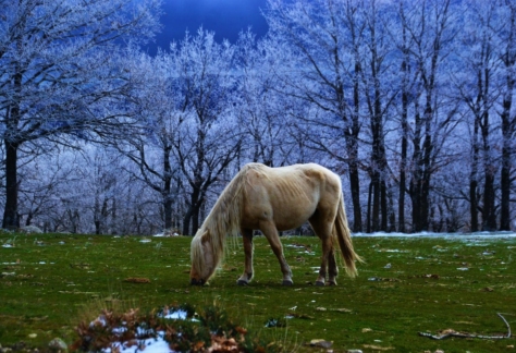 Flora y fauna