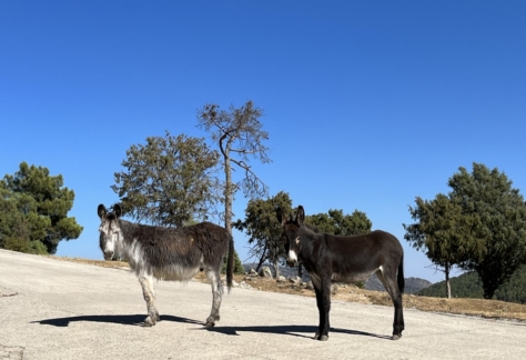 Flora y fauna