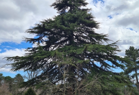 Flora y fauna