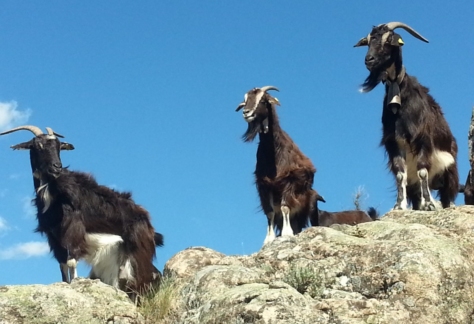 Flora y fauna