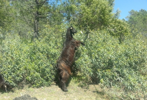 Flora y fauna