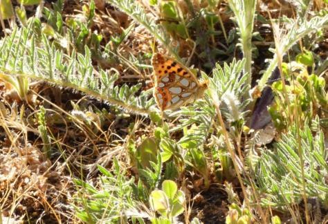 Flora y fauna