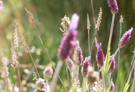 Flora y fauna