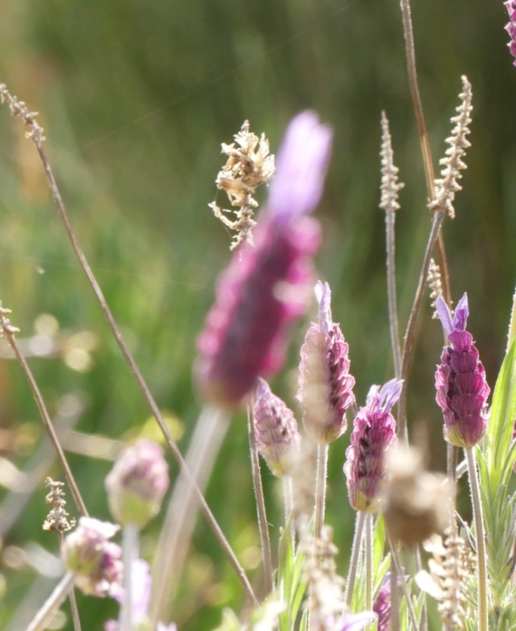 Flora y fauna