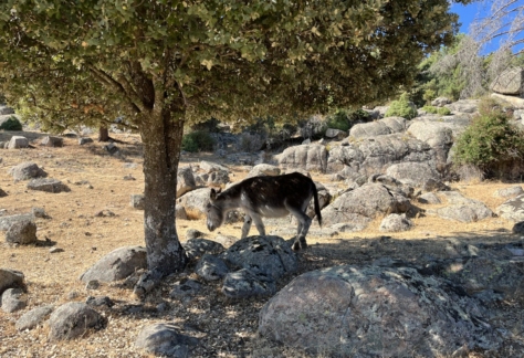 Flora y fauna