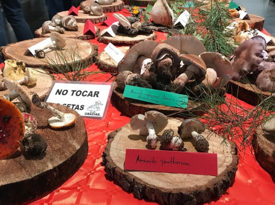 Jornadas Micológicas