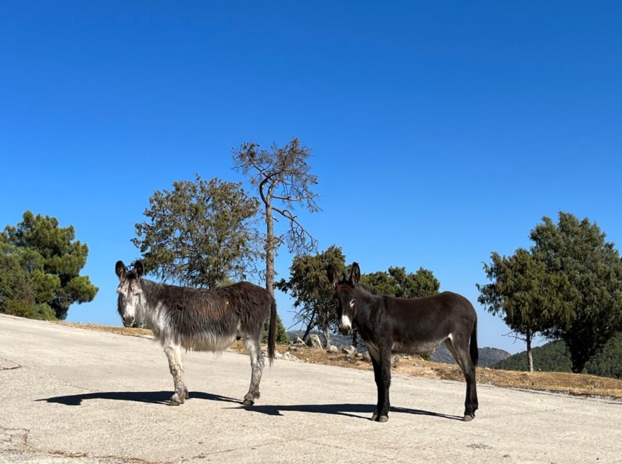 Paseo La Corvera