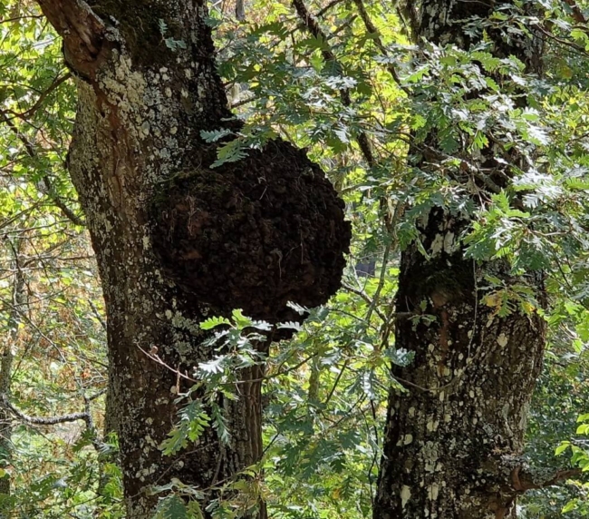 Ruta de Árboles Singulares