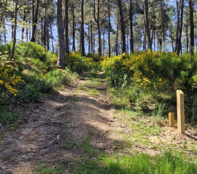 Ruta de Árboles Singulares