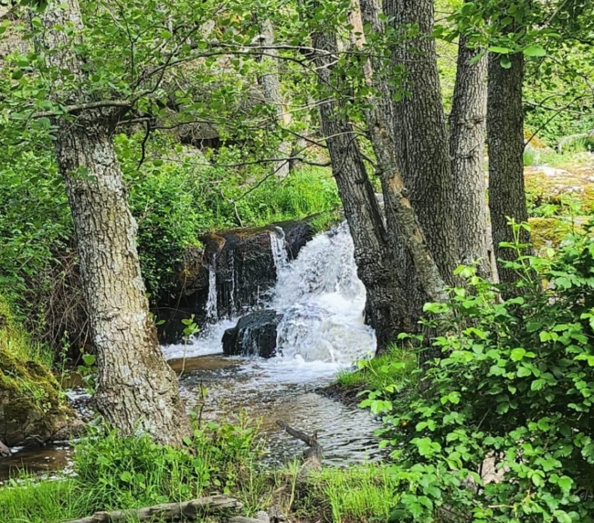 Ruta de Árboles Singulares