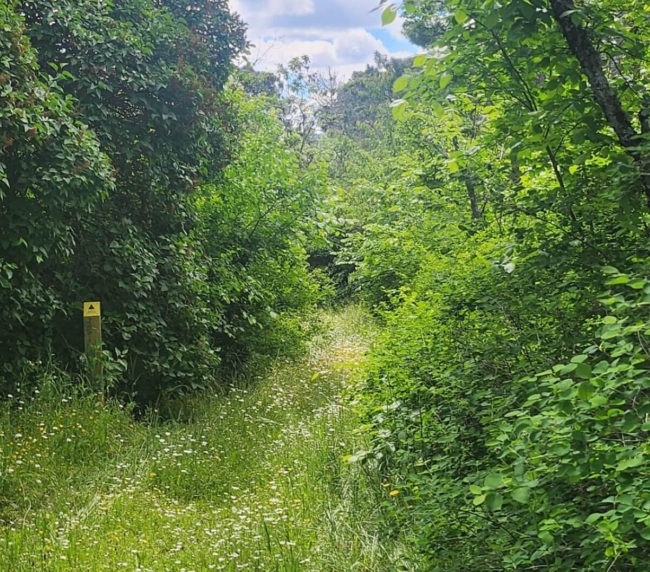 Ruta de Árboles Singulares