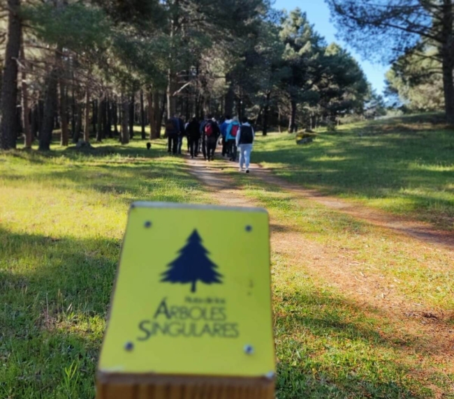 Ruta de Árboles Singulares