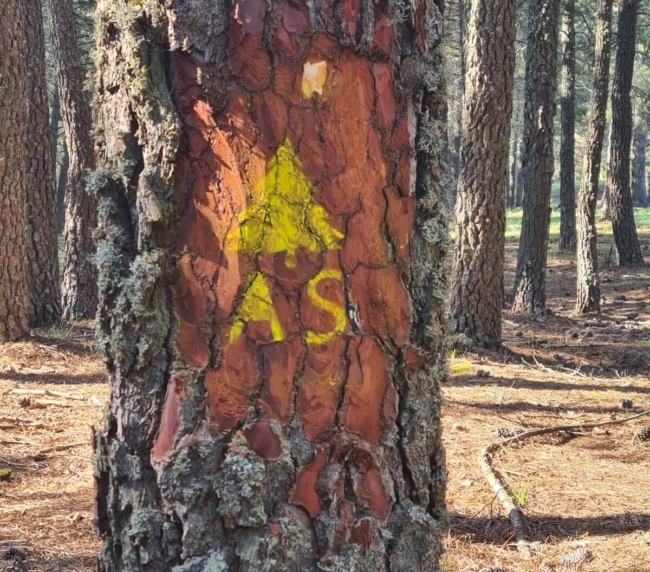 Ruta de Árboles Singulares