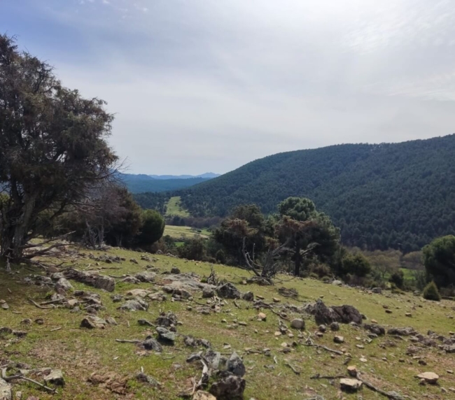 Ruta de Árboles Singulares