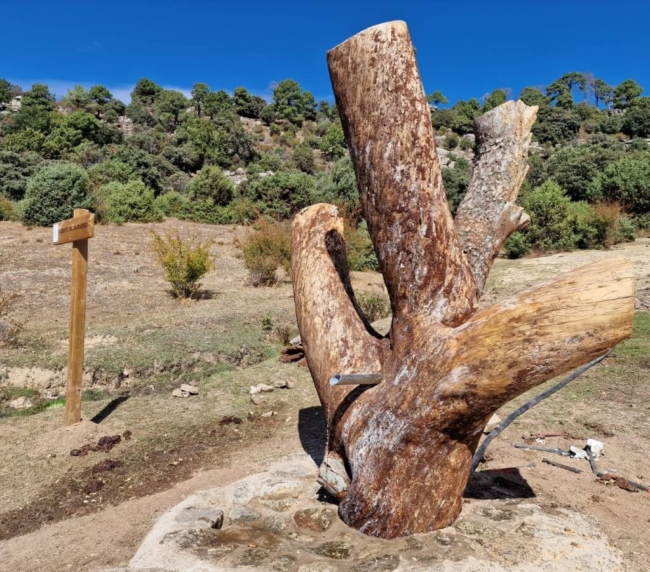 Ruta de Árboles Singulares