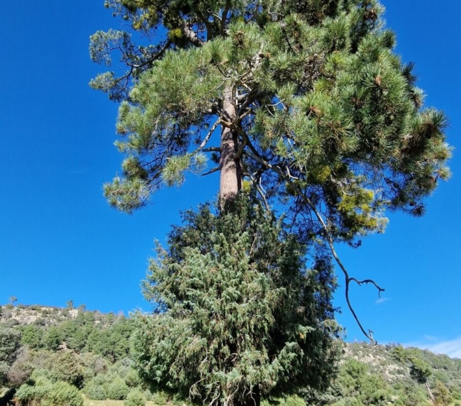 Ruta de Árboles Singulares