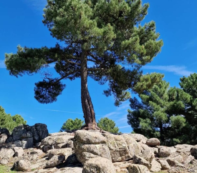 naturaleza-rutaarbolessingulares-15