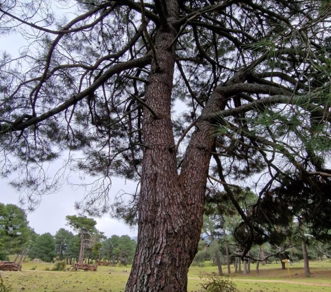 Ruta de Árboles Singulares