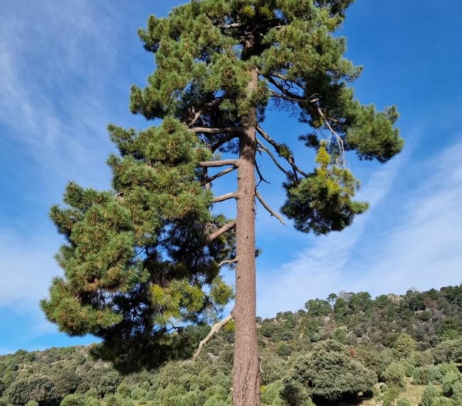 Ruta de Árboles Singulares