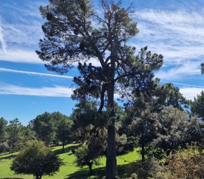 Ruta de Árboles Singulares