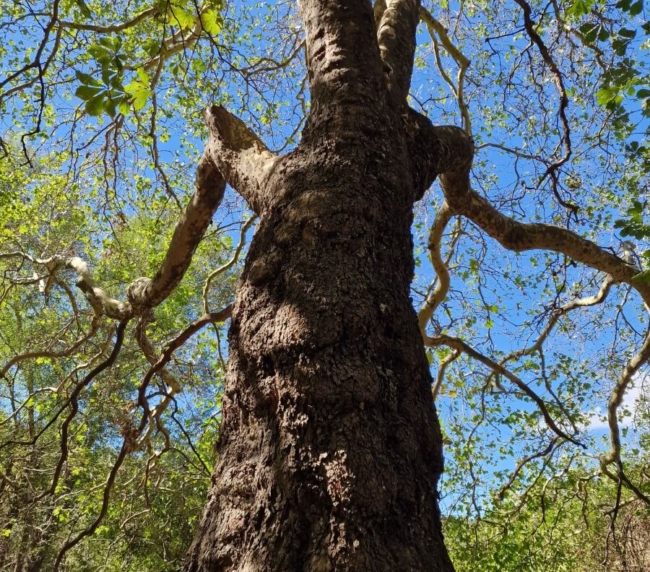 Ruta de Árboles Singulares