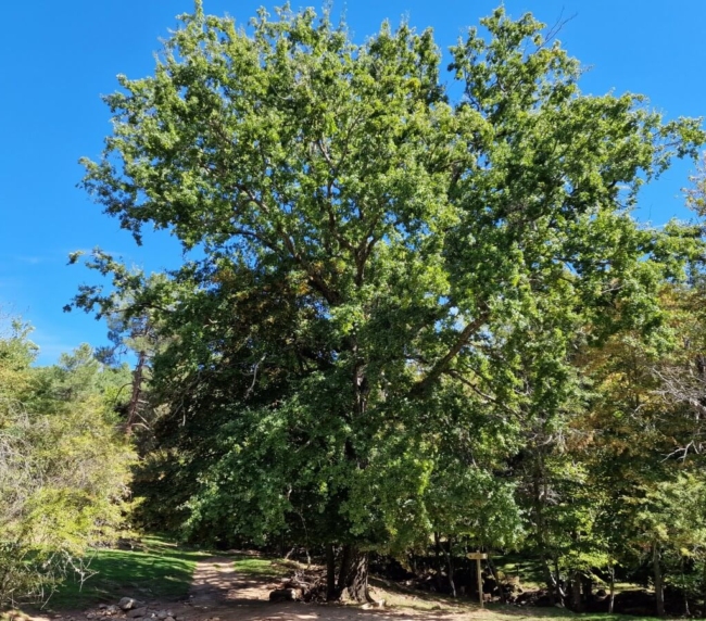 Ruta de Árboles Singulares