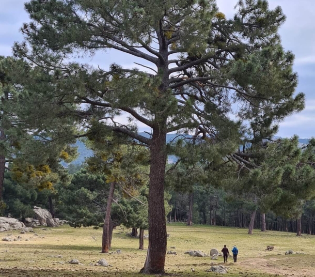 Ruta de Árboles Singulares