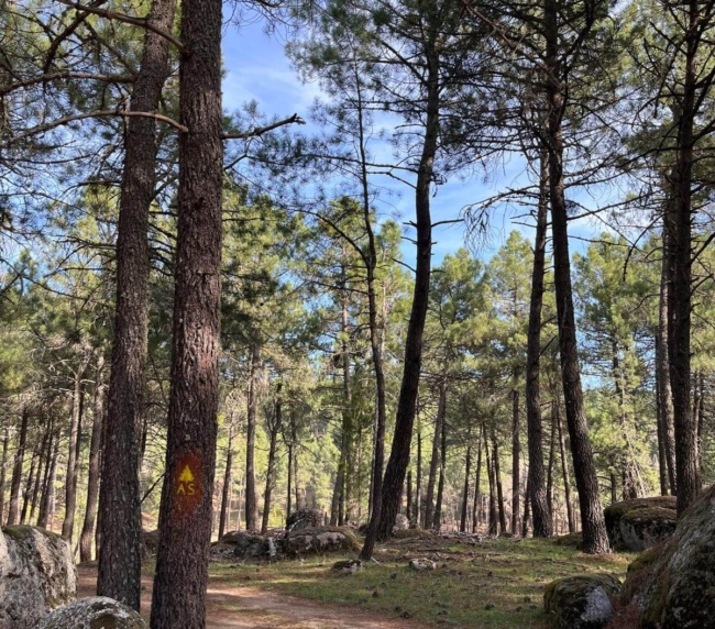 Ruta de Árboles Singulares