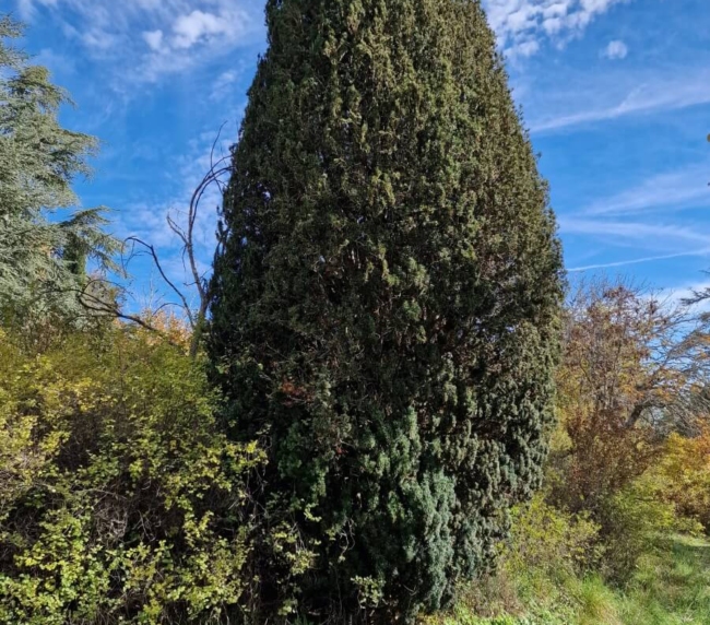 Ruta de Árboles Singulares