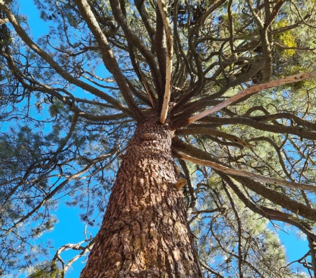 Ruta de Árboles Singulares