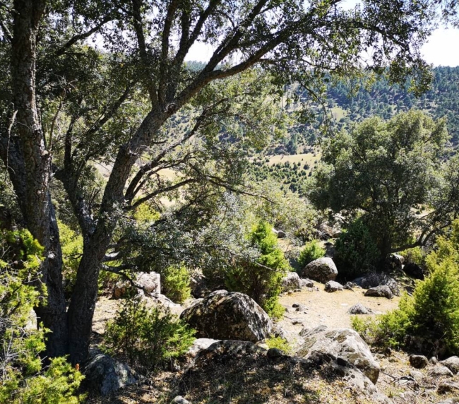 Ruta de Árboles Singulares