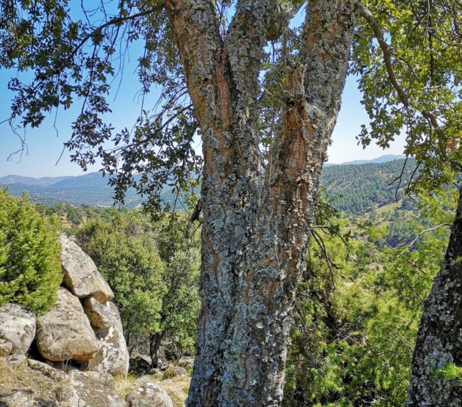 Ruta de Árboles Singulares