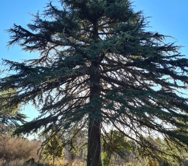 Ruta de Árboles Singulares
