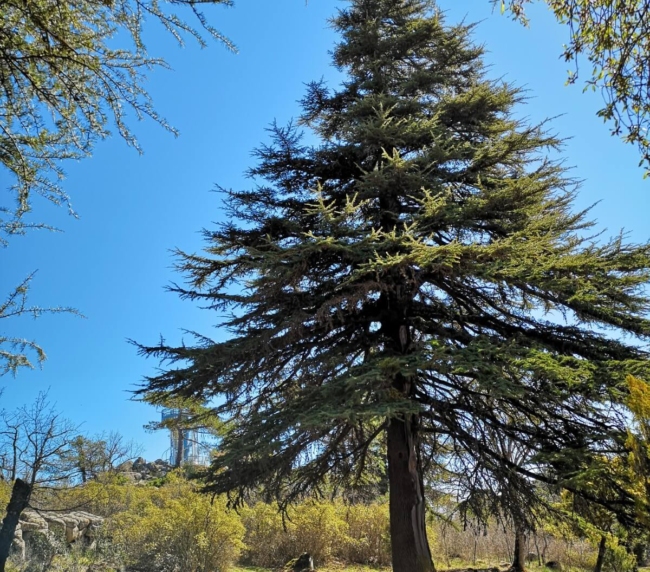 Ruta de Árboles Singulares