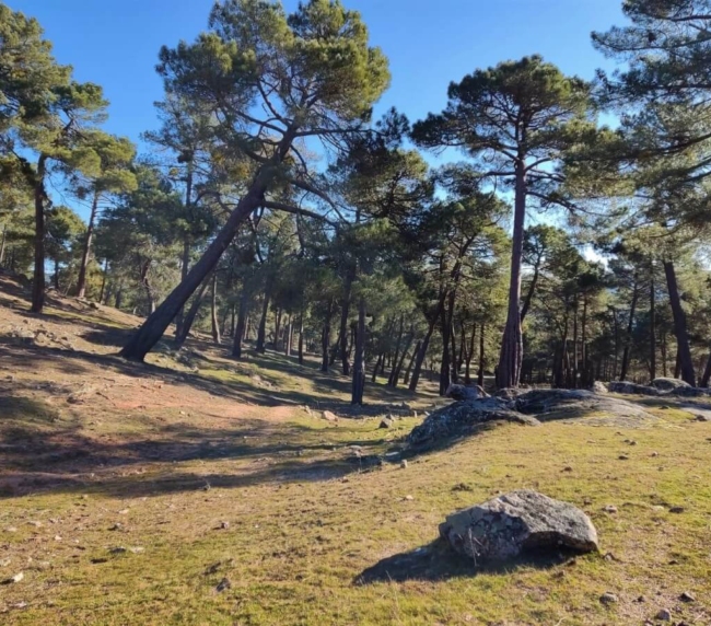 Ruta de Árboles Singulares