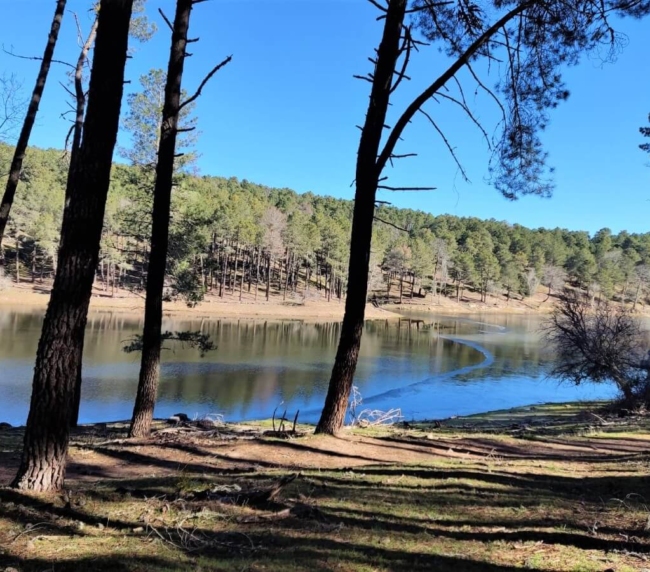 Ruta de Árboles Singulares