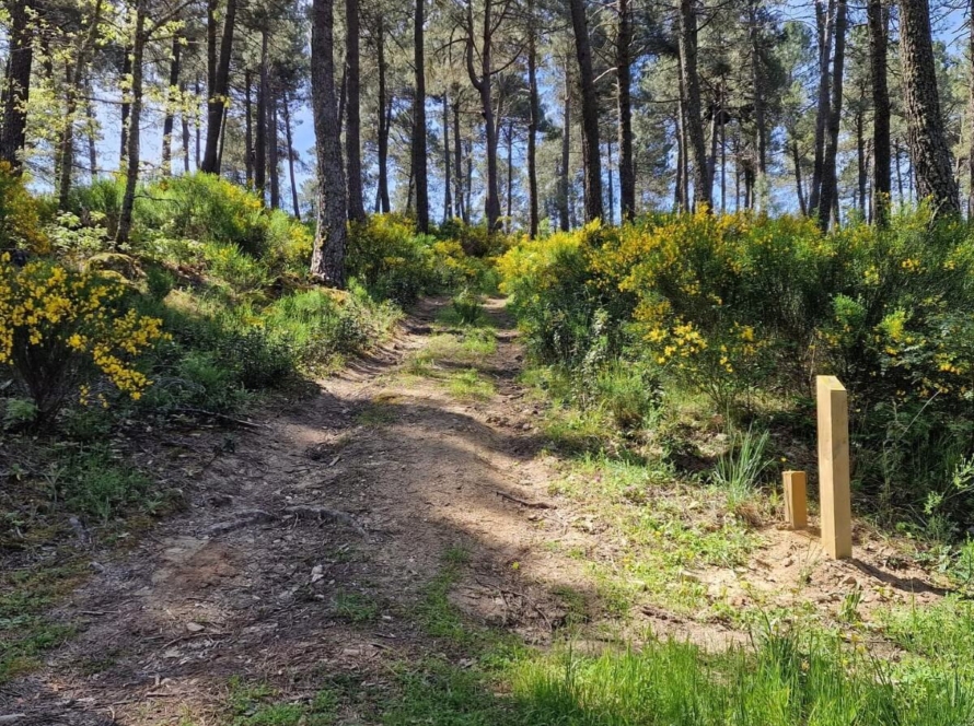 Ruta Estelar